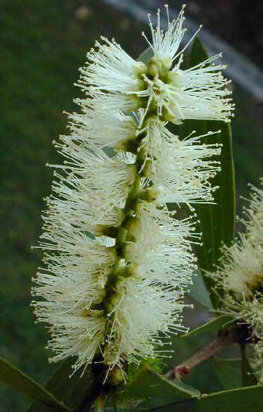 Bottle Brush2.jpg (83311 bytes)