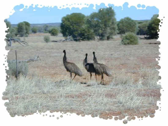 emus4.jpg (61564 bytes)