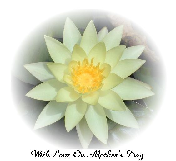 mothersdaylilly.jpg (40264 bytes)