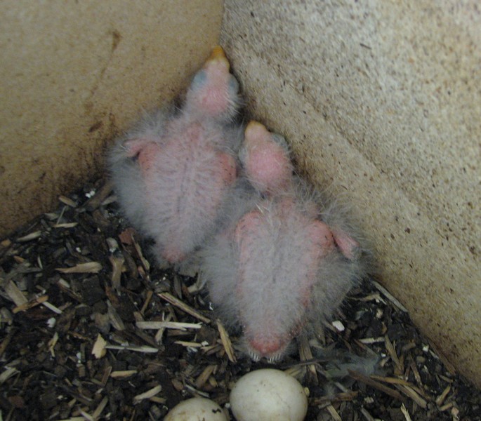 Day 9 Eastern Rosella Chicks