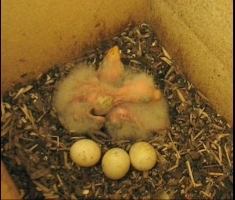 Eastern Rosella chicks day 10
