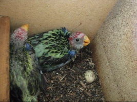 EASTERN ROSELLA VIDEO 24 DAYS OLD
