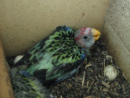 PHOTO EASTERN ROSELLA CHICKS 24 DAYS OLD