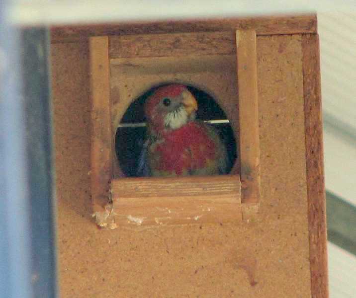 Eastern Rosella chick day 28