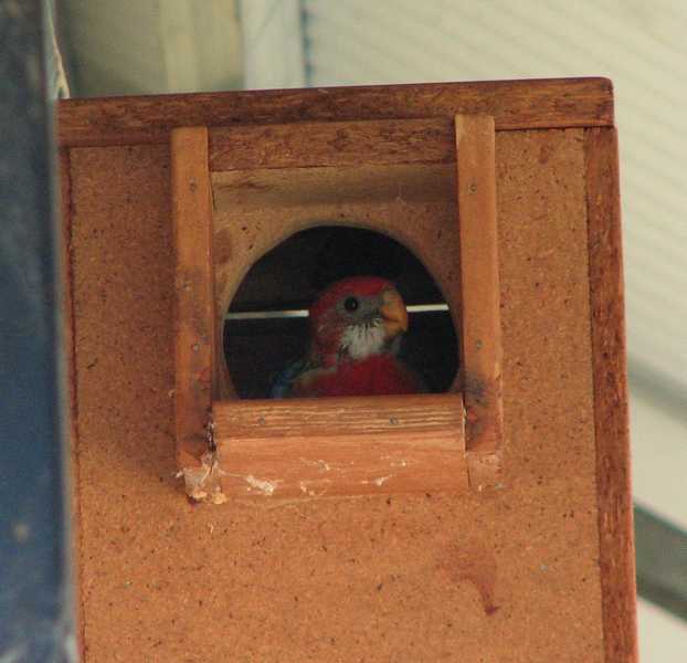 eastern rosella chick day 28