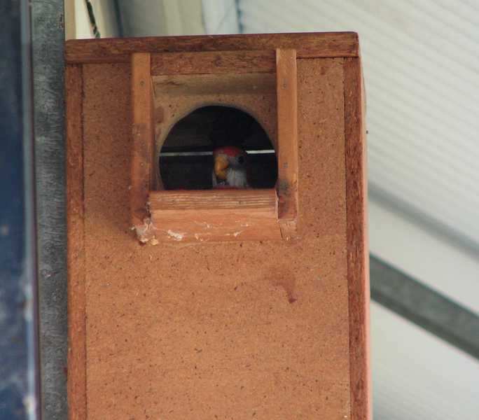 eastern rosella chick day 28