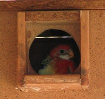 Eastern Rosella Chick Day 30