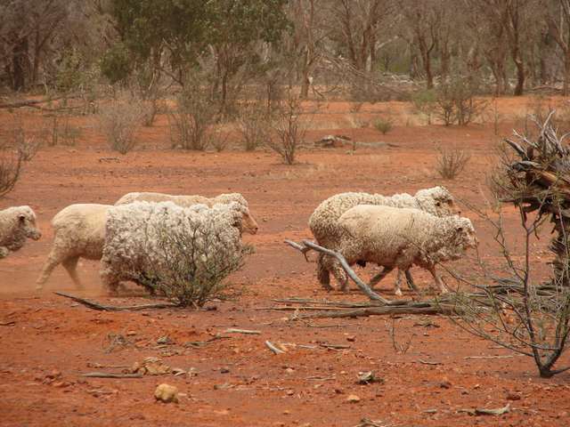 outbacksheep.JPG