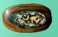 Yowah Nut Opal Picture Stone - The Fossicker